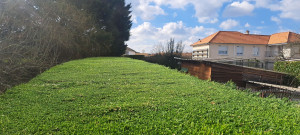 Photo de galerie - Taille d'un haie de lélandie 