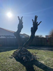 Photo de galerie - élagage, saule pleureur