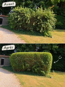 Photo de galerie - Travail réalisé :
Taille et éclaircissement de la végétation
Suppression des branches trop longues ou désordonnées
Remise en forme de l’ensemble de la haie
Nettoyage et ramassage des déchets de taille
L’objectif était de redonner une forme harmonieuse et 