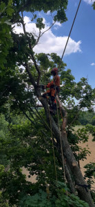 Photo de galerie - Elagage et coupe d'arbres