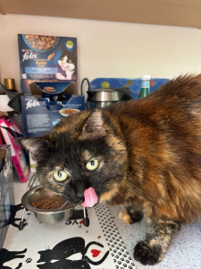 Photo de galerie - Garde chat