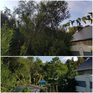 Photo de galerie - Élagage sévère d'un grand saule dangereux pour la maison.