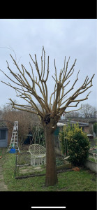 Photo de galerie - Elagage et coupe d'arbres