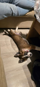 Photo de galerie - Garde de chien, chat également et rongeurs