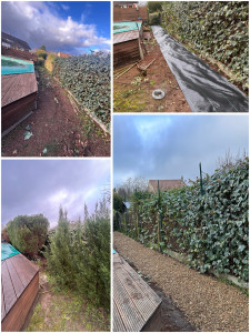 Photo de galerie - Abattage d'une haie + création d'une allée en gravier.