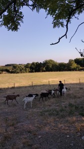 Photo de galerie - Garde animaux