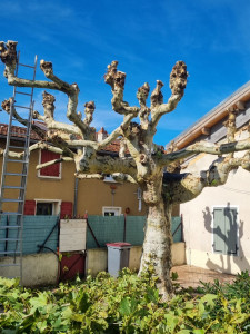 Photo de galerie - Après la taille d'un platane 