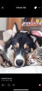 Photo de galerie - Garde animaux