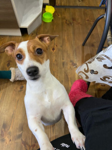 Photo de galerie - Garde chien