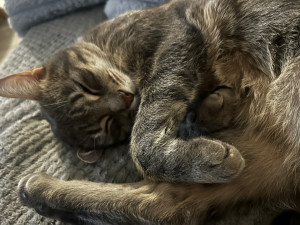 Photo de galerie - Garde de chat pendant 10 jours. 