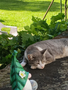 Photo de galerie - Garde d'animaux 