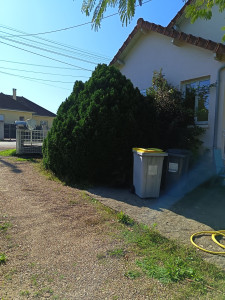 Photo de galerie - Abattage sapin