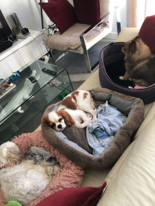 Photo de galerie - Tous à la sieste !!