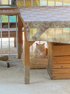 Photo de galerie - Je me suis occupée de Getro pendant 1 mois pendant que ses maîtres étaient en vacances:)