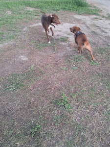 Photo de galerie - Chiens qui jouent 