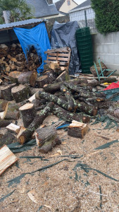 Photo de galerie - Coupe de tron d’arbre 