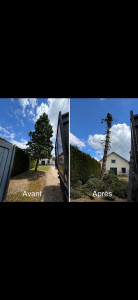 Photo de galerie - Enlèvements d’un sapin 