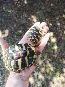 Photo de galerie - Tortues que j'ai eu en garde