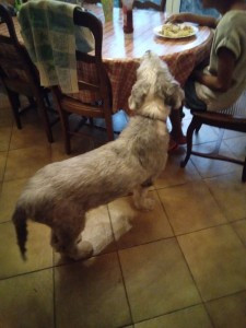 Photo de galerie - Garde chien