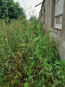 Photo de galerie - Arrachages des hautes herbes 