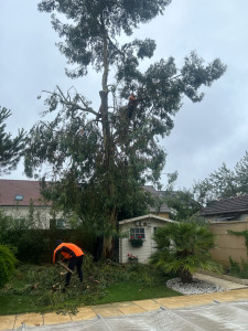 Photo de galerie - Elagage et coupe d'arbres