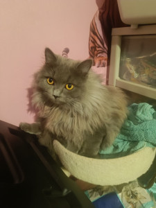 Photo de galerie - Garde  chats adorable