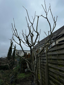 Photo de galerie - Figuier