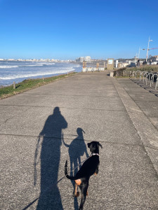 Photo de galerie - Garde de chien