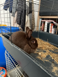 Photo de galerie - Petit lapin ^^