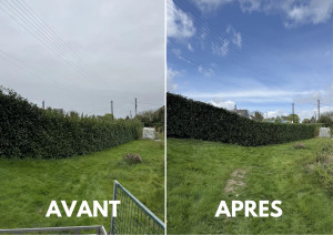 Photo de galerie - Taille de haies et d'arbustes