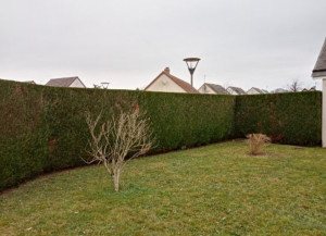 Photo de galerie - Taille de haies et d'arbustes