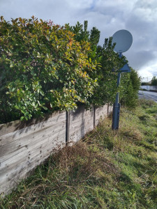 Photo de galerie - Taille de haies et d'arbustes