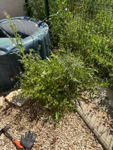 Photo de galerie - Nettoyage d'un jardin , enlevé les herbes ....