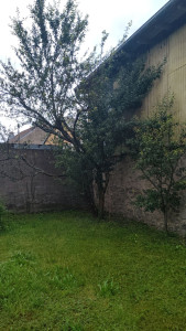 Photo de galerie - Elagage et coupe d'arbres