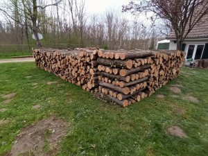 Photo de galerie - Elagage et coupe d'arbres