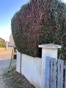 Photo de galerie - Taille de haies 