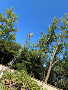 Photo de galerie - Elagage et coupe d'arbres