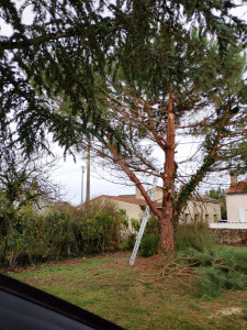 Photo de galerie - Elagage et coupe d'arbres
