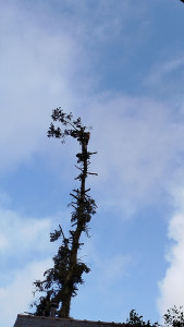 Photo de galerie - Coupe à la corde