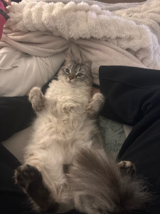 Photo de galerie - Garde animaux 