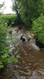 Photo de galerie - Garde animaux
