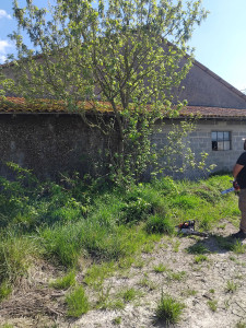 Photo de galerie - Abbatage d'un abres 