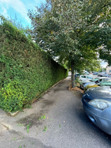 Photo de galerie - Taille d'une haie de 30m de long et 10m de large