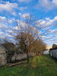 Photo de galerie - Elagage et coupe d'arbres