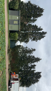 Photo de galerie - Elagage et coupe d'arbres