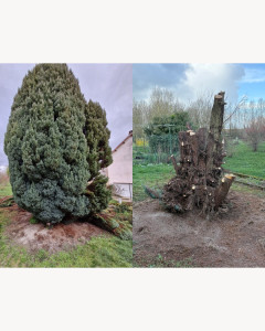Photo de galerie - Abattage d’arbre avec évacuation des déchets 