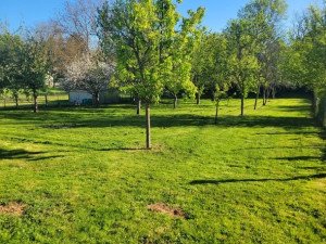 Photo de galerie - Tonte de pelouse - Débroussaillage
