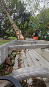 Photo de galerie - Abattage sécuritére d’un sapin pectiner d’une hauteur de 22m et 80cm de diamètre 