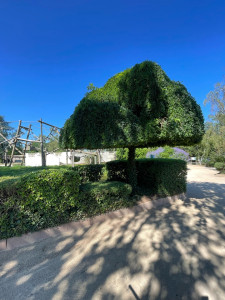 Photo de galerie - Taille de haies et d’arbres 