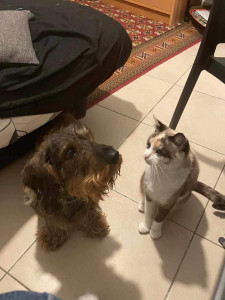 Photo de galerie - Garde animaux